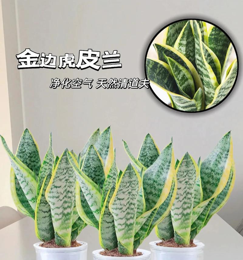 虎皮兰喜水还是怕水？解读虎皮兰的生长习性（探究虎皮兰的水分需求及生长环境选择）