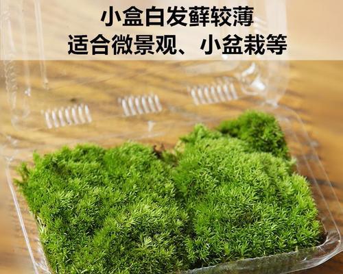苔藓生长的条件和特点