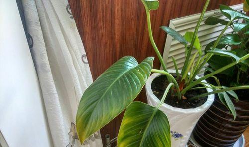 金钻花开花时间及特点（璀璨夺目的花期和充满生机的鲜花）