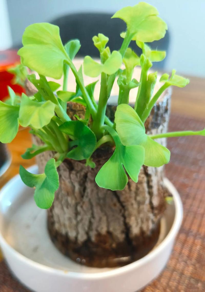 巴西木的顶部修剪技巧（巴西木的修剪时间与方法步骤，让您的植物更健康繁茂）