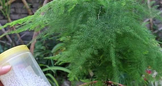 文竹换盆时间及注意事项（文竹换盆的最佳时间和正确方法）