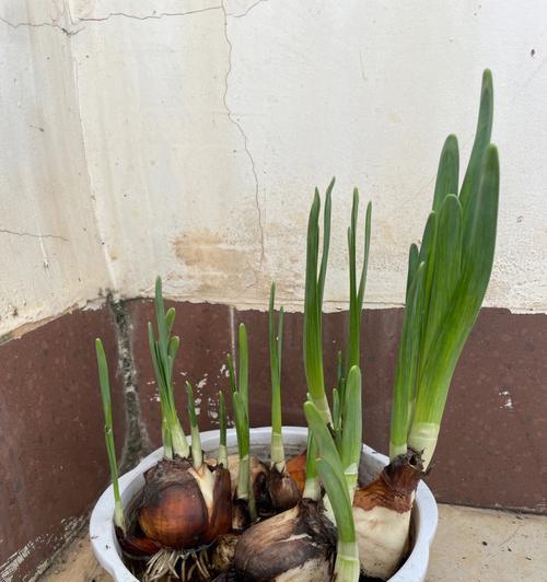 水仙花生长的奇妙过程（探寻水仙花的成长轨迹与变化）