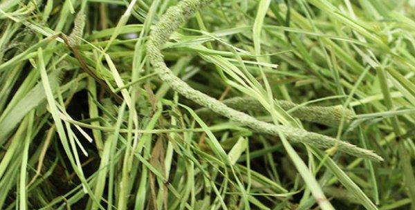 提摩西草的全面介绍（从名称、生长环境到功效全方位了解提摩西草）