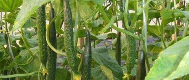 黄瓜种植全攻略（适宜种植月份、种植要点、施肥管理、病虫害防治等）