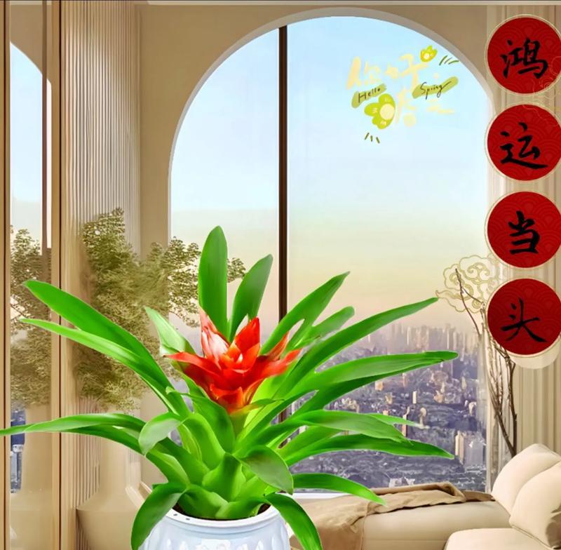 鸿运当头，室内也能养！（打造幸福家庭的秘密武器）