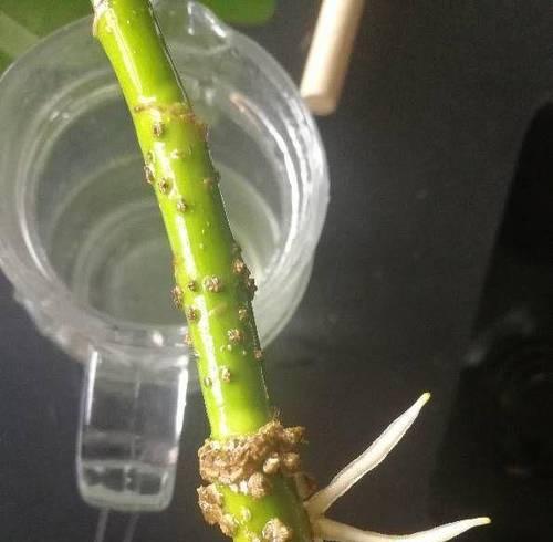 鸭脚木的家庭养法（了解鸭脚木，让它在家中健康成长）