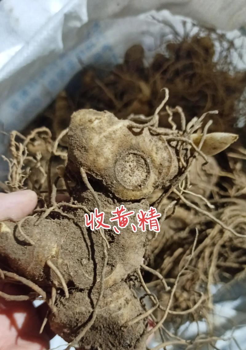 种植黄精的最佳时间（探秘黄精种植的窍门和诀窍）