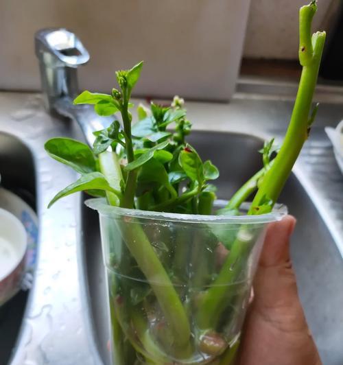 如何保存木耳菜的种子（种植木耳菜需知的15个要点）