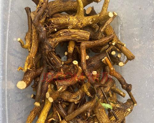 金豆落叶之美——赏金豆冬天的绝美景色（以“金豆落叶”为主题的自然景观，揭示冬季中的别样风情）