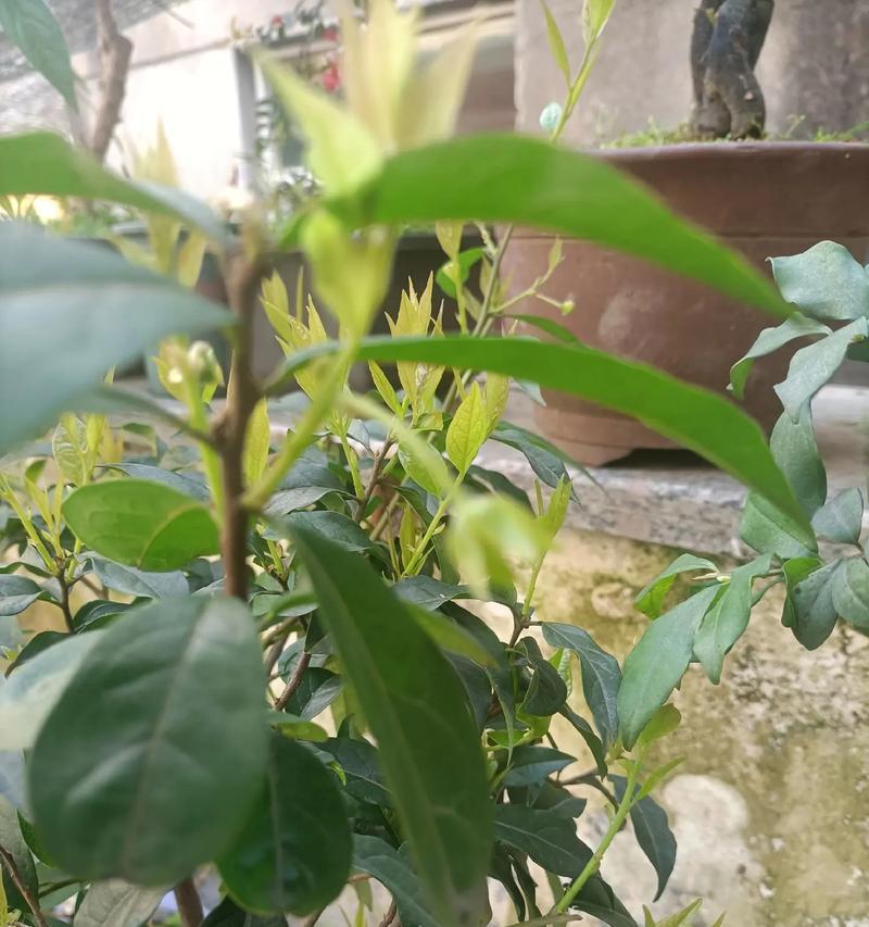 金弹子的花期特征及开花时间（探究金弹子的开花规律与特点，为您揭秘花期时间）