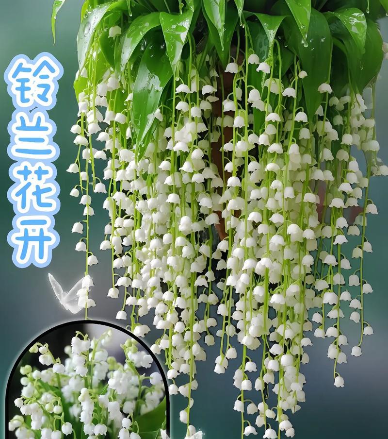 铃兰花期及其生长环境（探究铃兰花的开放时间、生长条件及养护技巧）