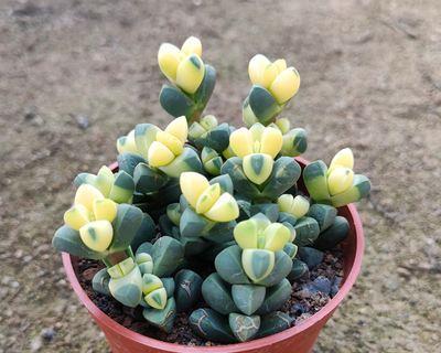 鹿角海棠的花期及开花时间（鹿角海棠花期短暂，每年3月中旬盛开，赏花时间不容错过）