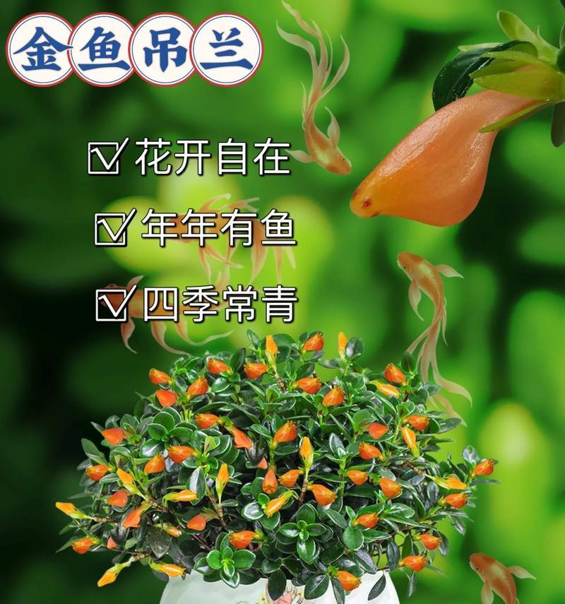金鱼吊兰的养护与开花时间（金鱼吊兰需要养护多久才能开花？开花时间是在哪个月份？）