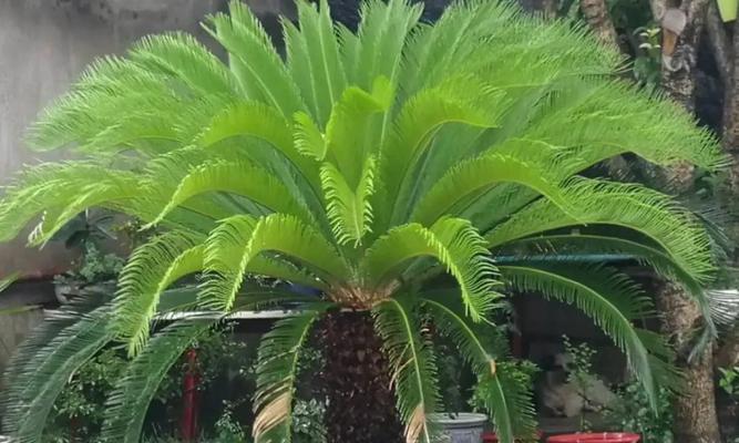 大门口的植物景观设计（打造舒适宜人的门前花园）