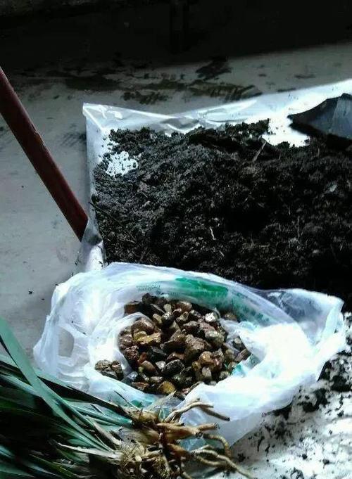 如何修根鹅掌柴？（一步步教你正确修根鹅掌柴）