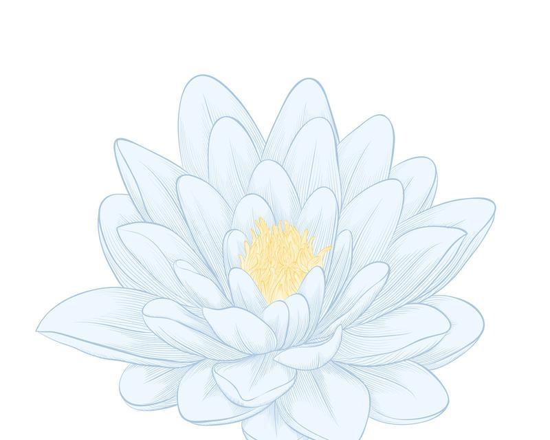 莲花的形状及特点（探秘莲花的外形、结构和功能）