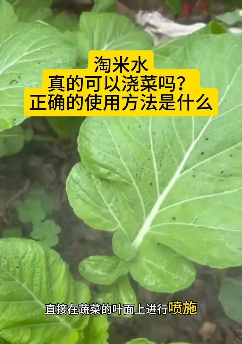 淘米水神奇功效！米兰花浇它更靓！（借助淘米水为米兰花提供强大养分，打造美丽花园！）