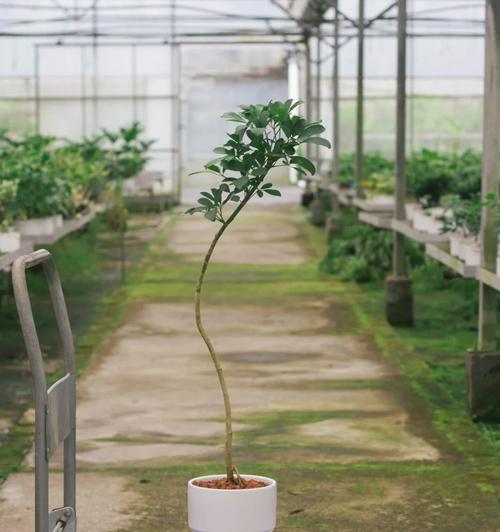 鸭脚木（揭开鸭脚木爱好之谜，掌握养护技巧）