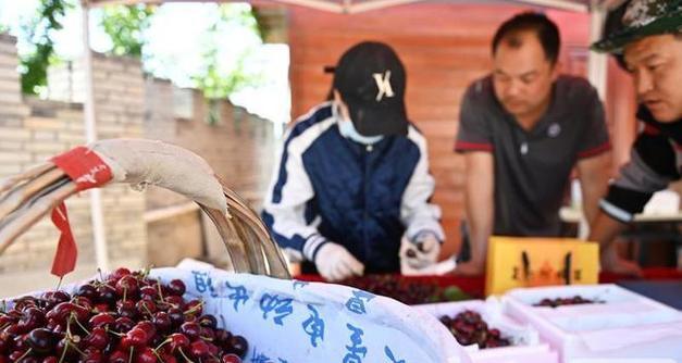 樱桃采摘时间及收获季节详解（如何把握樱桃采摘的最佳时间？以及樱桃的种植和收获季节。）