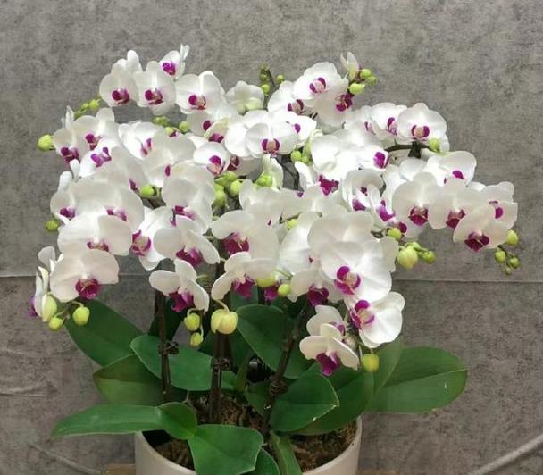蝴蝶兰开花温度的影响（探究蝴蝶兰开花温度的适宜范围）