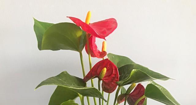 水芙蓉是否适合室内养护？（毒性评估及养护技巧）