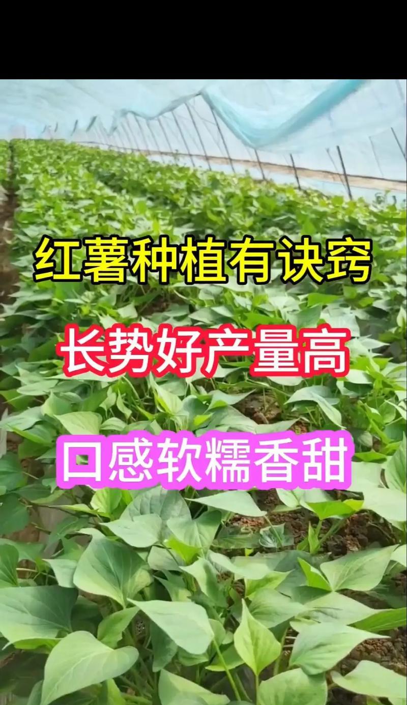 番薯种植指南（选择最佳的种植时间和方法）