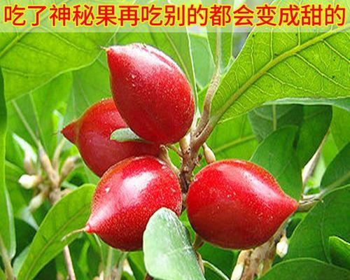 神秘果树的几年结果实（揭秘果树长年结果实的奥秘）