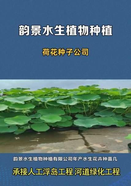 荷花种子怎么发芽？——探究荷花籽泡出芽的方法和栽种技巧