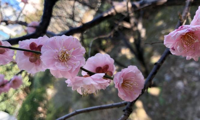 梅花的花色之美（梅花的色彩斑斓，美不胜收）
