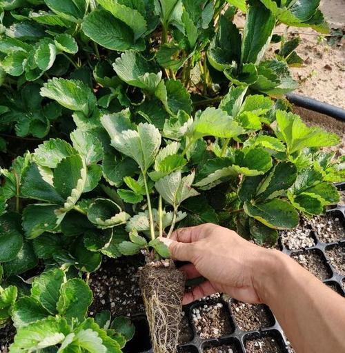 草莓种植技巧详解（时间、方法、养护，全方位指南）