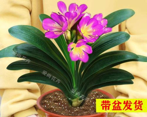 仙指兰花期是什么时候？（探究仙指兰的开花时间和品种特征）
