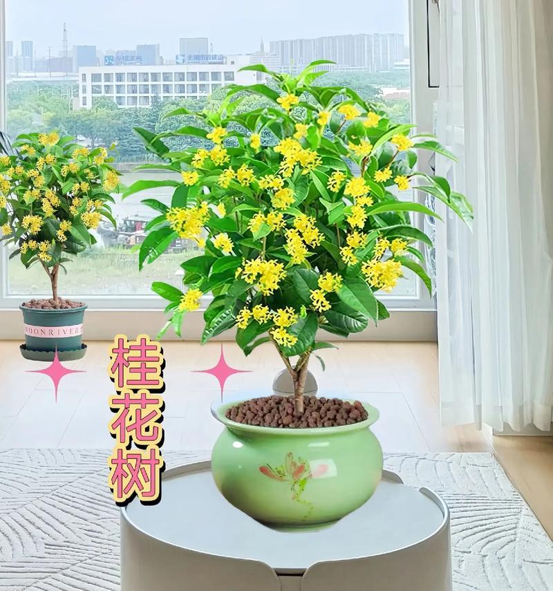 四季桂花适宜的种植位置（打造香气四溢的花园，四季桂花种植技巧详解）