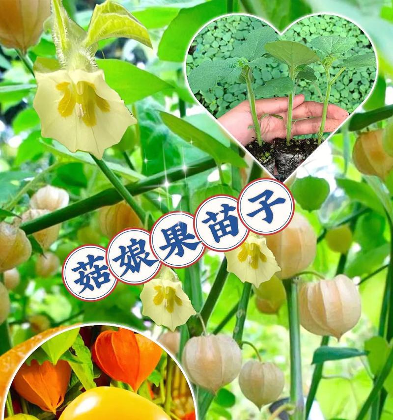 姑娘果的功效与作用详解（探究姑娘果的各种好处，了解它的食用方式和注意事项）