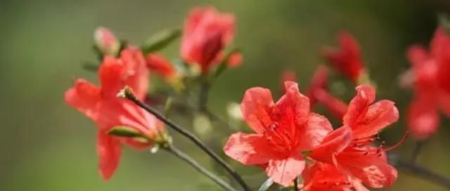 快乐之花——向日葵（向阳而生的花语，蕴含快乐与光明）