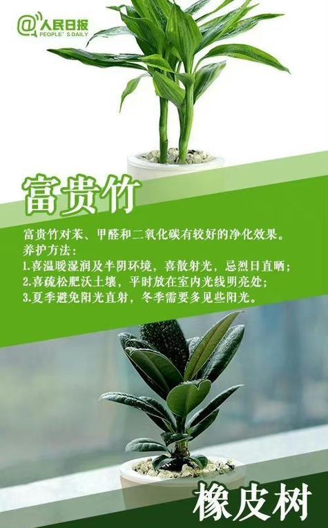 橡皮树汁液的毒性分析（探究橡皮树汁液的危害与预防方法）