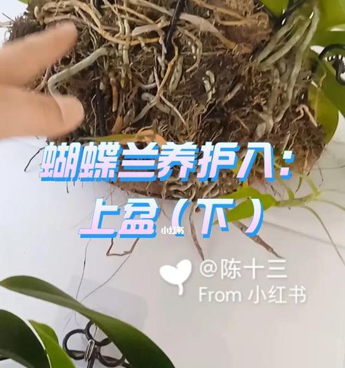 蝴蝶兰的上盆技巧（如何正确地上盆蝴蝶兰来保持其健康成长）