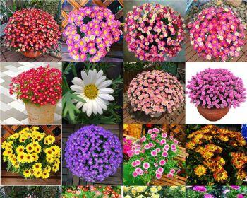 小巧可爱的春季花卉（小巧可爱的春季花卉）