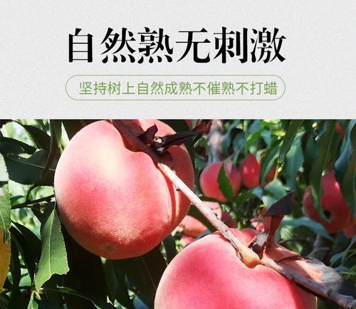 毛桃成熟的时间及养护方法（掌握成熟期，享受美味果实；科学养护，延长果树寿命）