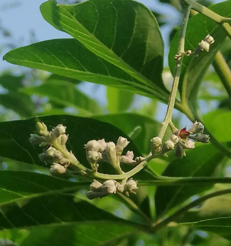 黄荆开花之色彩斑斓（探究黄荆开花的颜色、特点及生态价值）