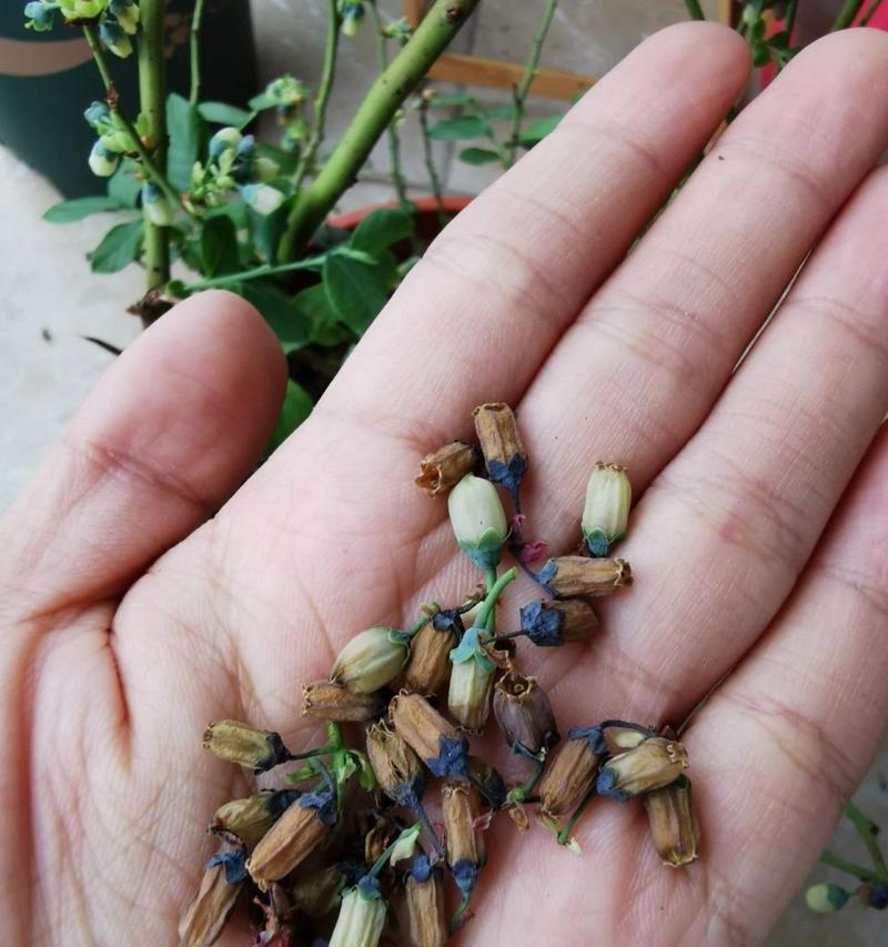 蓝莓果实是否能承受雨水的冲击？（探究蓝莓果实的抗雨能力及其影响因素）