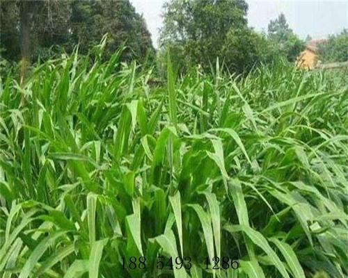 苏丹草种子的最佳种植时间（掌握时间，收获丰盈）