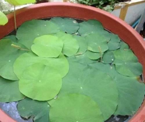 莲藕收获季节（掌握莲藕收获时间，享受丰收的喜悦）