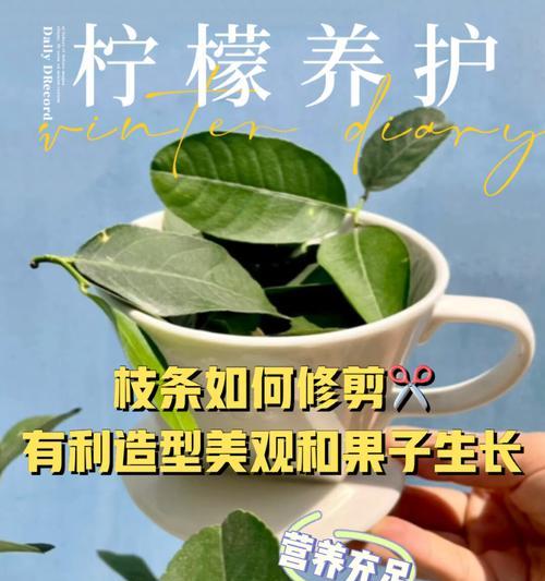 柠檬的生长过程（探寻柠檬的成长历程，从种植到采摘）