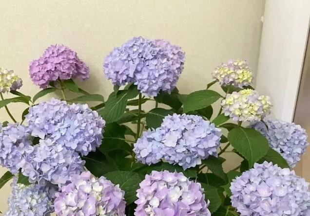 探寻和绣球花近似的花卉奥秘（解密和绣球花缤纷世界，细品朵朵生命之美）