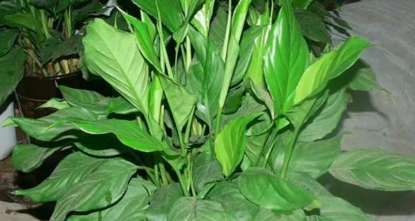 万年青的种植与养护（让你的家居更有生机）