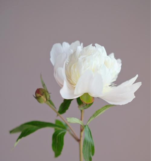 芍药花的香味探究（芍药花的香味来源及特点）