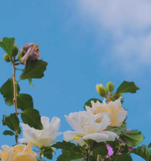 喇叭花——中国的国花（喇叭花的历史、特点及意义）