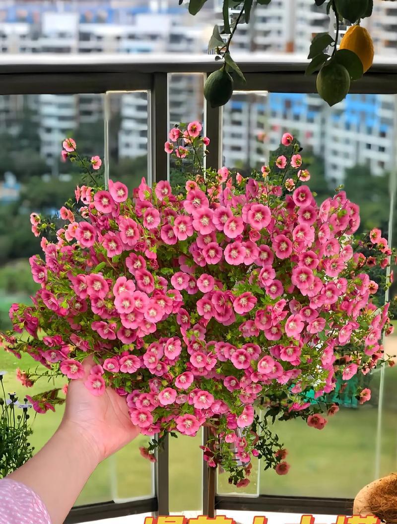 木槿盆栽的选择与管理（大盆还是小盆？木槿适宜生长的盆栽大小）