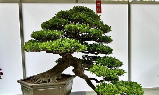 罗汉松的繁殖方法与注意事项（从繁殖技巧到养护要点，这篇文章为您详解罗汉松繁殖的全过程）