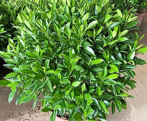 非洲茉莉的繁殖方法（掌握非洲茉莉的繁殖技巧，打造绿色家园）